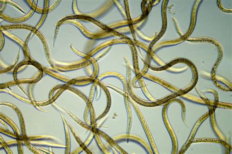 DNA barcoding of Nematodes to predict soil health - CHAP