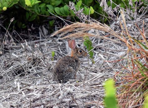 Eastern cottontail Photograph by William Tasker - Fine Art America