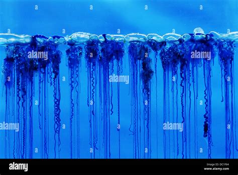 Blue Bottle Jellyfish Stock Photo: 59040860 - Alamy