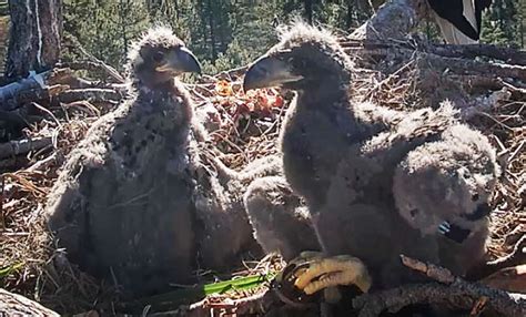 Big Bear bald eagle chicks named ‘Cookie’ and ‘Simba’ by Southern ...