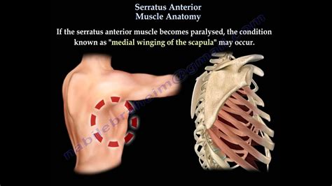 Serratus Anterior Muscle Anatomy, winged scapula - Everything You Need ...