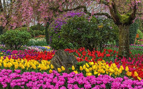 Roozengaarde Flower Garden, Mount Vernon, Washington State, tulips ...