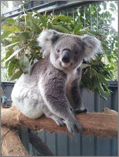 Smile!! | Koala bear, Koala tattoo, Cute funny animals