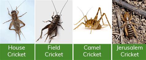 Crickets - My AIPM