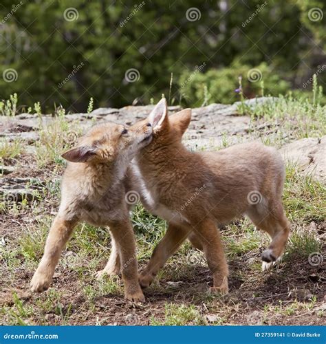 Coyote Pups Playing Stock Image - Image: 27359141