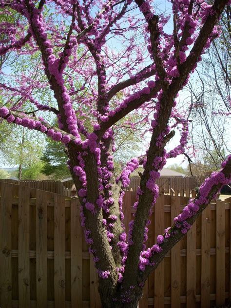 This unusual redbud tree comes from Texas - al.com