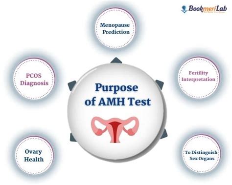 AMH Test: Price, Results & Use in Pregnancy & Infertility [2022]