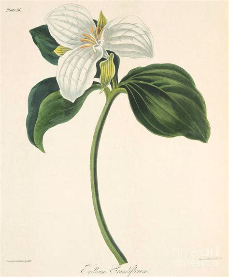 Large Flowered Trillium Drawing - Large Flowered Trillium by Margaret ...