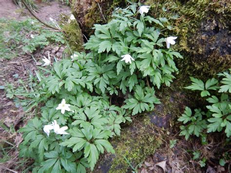 Wood Anemone | Inis Ecology