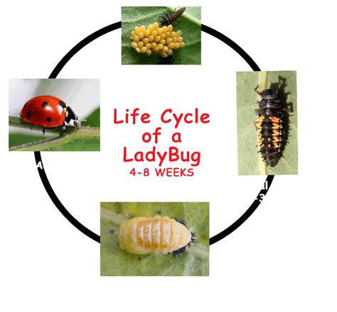 Pics Photos - Top Biology Life Cycle Ladybug Life Cycle Model