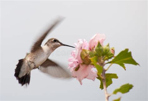 Juvenile Hummingbird Feeding in Flight Stock Image - Image of green ...