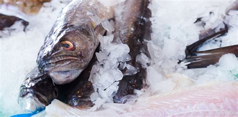 New Zealand’s hoki fishery under scrutiny after claims of fish dumping ...