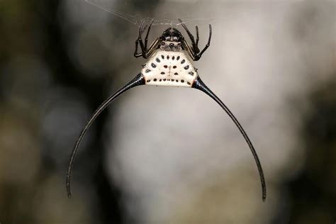 Long-horned Orb-weaver Spider 1 Photograph by John Horstman - Fine Art America