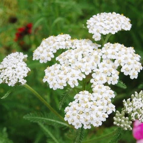 Bulk Yarrow Seeds | Buy in Bulk & Save | Bulk Seed Store