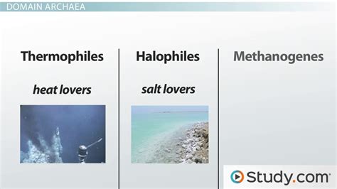 Eubacteria Definition And Examples Biology Online Dictionary