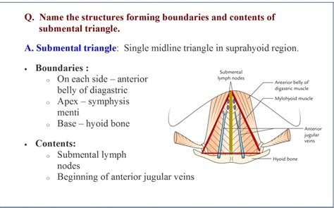 Anterior Triangle of Neck - Anatomy QA