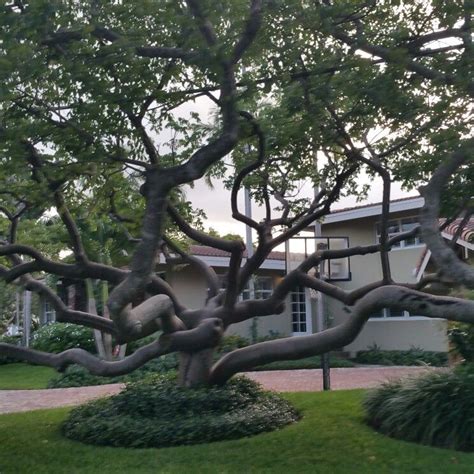 gumbo limbo tree medicinal uses - Will Jeffers