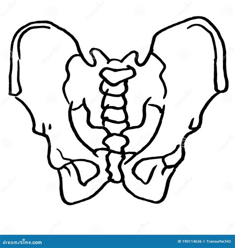 Contour Vector Outline Drawing of Human Pelvis Bones. Stock Vector - Illustration of haunch ...