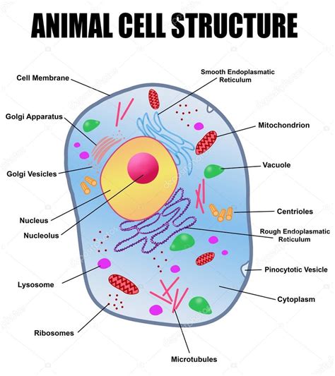 Estrutura da célula animal — Vetor de Stock #96715884