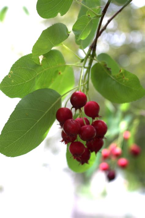 Juneberries | Todd Fowler | Flickr