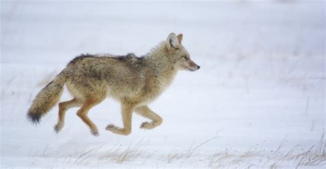 Yellowstone Photography Tour | Photo Expeditions