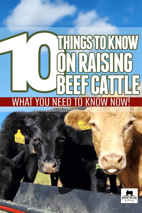 Raising Beef Cattle for Beginners: 10 Things to Know - Hickory Hollow ...