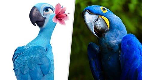 Petition · Save the blue macaw - United States · Change.org