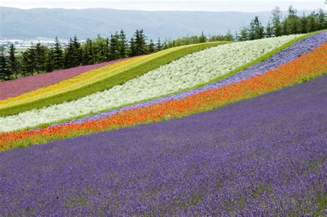 Furano Lavender | Lavender flower farms of Furano, Hokkaido,… | davegolden | Flickr