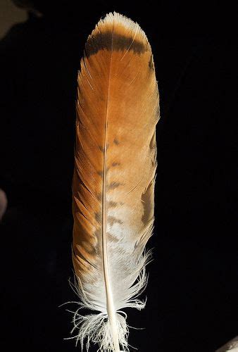 Tail feather of a Red Tailed Hawk Feather Painting, Feather Art ...