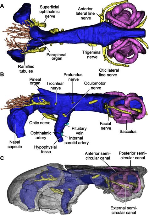 A Devonian predatory fish provides insights into the early evolution of modern sarcopterygians ...