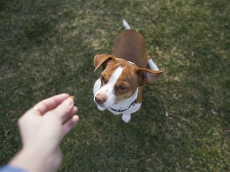 Can Dogs Eat Almonds (and Other Nuts)? · The Wildest