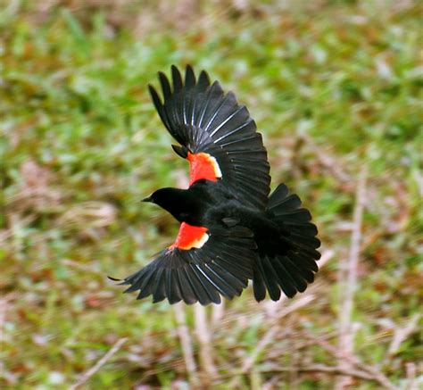 NW Bird Blog: Red-winged Blackbird