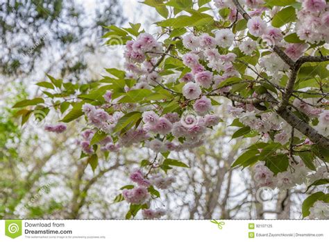 Cherry blossom. stock image. Image of korean, kanzan - 92107125