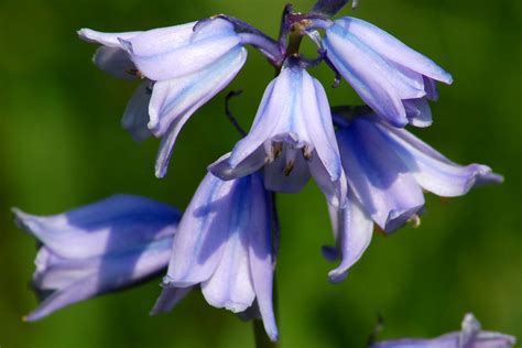 Growing Spanish Bluebells, a Late-Blooming Spring Bulb