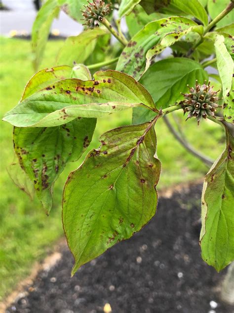 trees - How to diagnose brown spots on dogwood leaves - Gardening ...