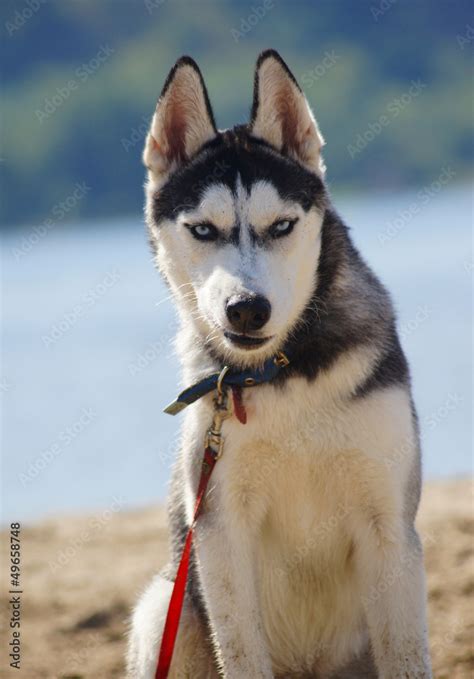 Angry Siberian Husky Stock Photo | Adobe Stock