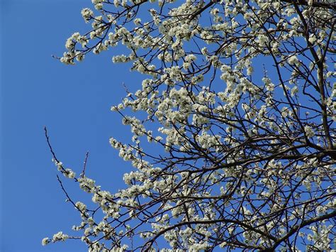 Blooming white fruit tree free image download