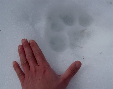 Tracking the Puma concolor - North Cascades Institute