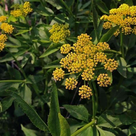 Seeds for Golden Alexanders | Zizia aurea | Amkha Seed