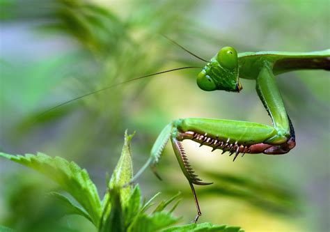 Download Macro Animal Praying Mantis HD Wallpaper