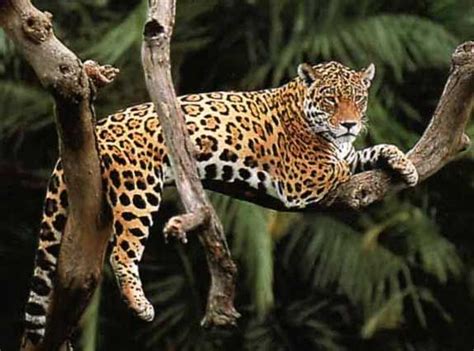 jaguar lounging in tree bigger.JPG (575×426) | Jaguar animal, Jaguar spots, Jaguar