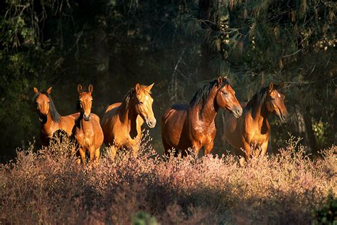 Wild Horses and Burros Are Symbols of the American West That Have Found Sanctuary for 35 Years ...