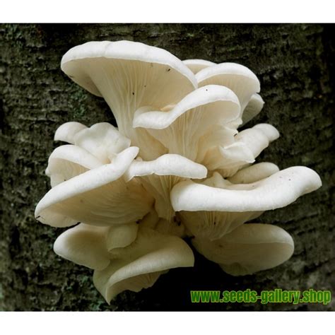 White Oyster Mushroom Mycelium Spores Seeds (Pleurotus...