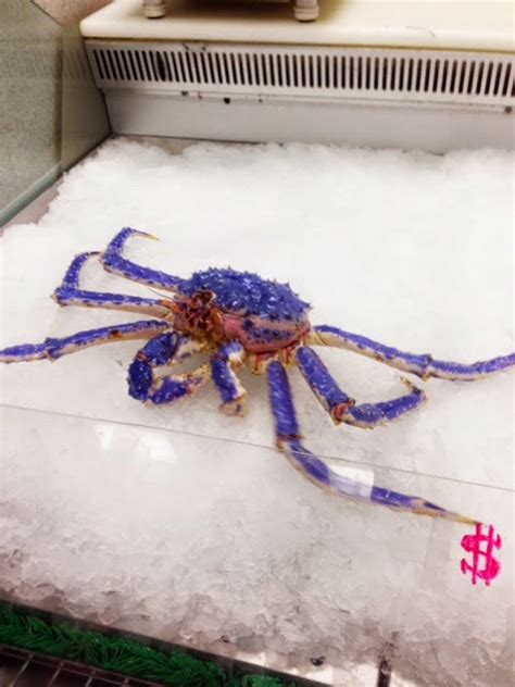 Nome, Alaska: Rare Blue King Crab