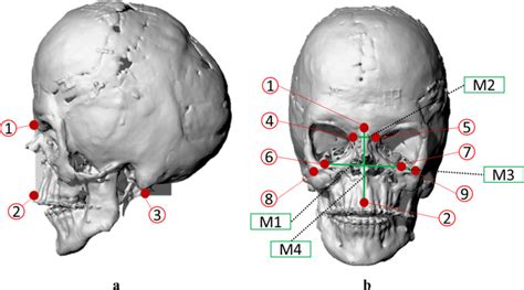 (a) Alignment of the sagittal plane of the skull to the Cartesian YZ... | Download Scientific ...