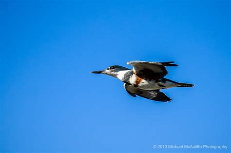 Belted Kingfisher In Flight