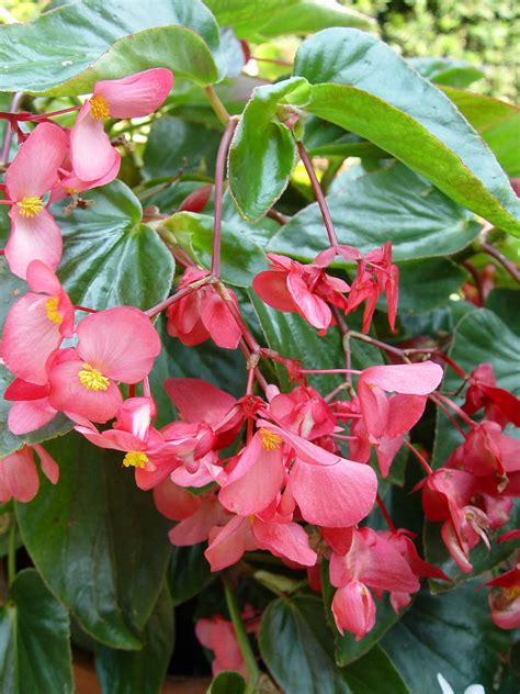 Begonia Dragon Wing | Garden Housecalls