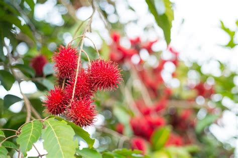 Premium Photo | Rambutan tree