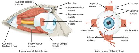 Anatomy, Head and Neck, Eye Muscles Article