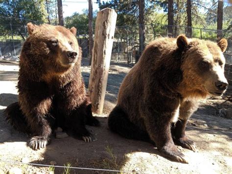 The Dream of a Big Bear Alpine Zoo Has Come True